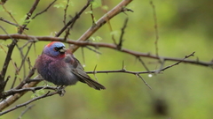 Varied Bunting photo 5