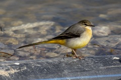 Motacilla cinerea