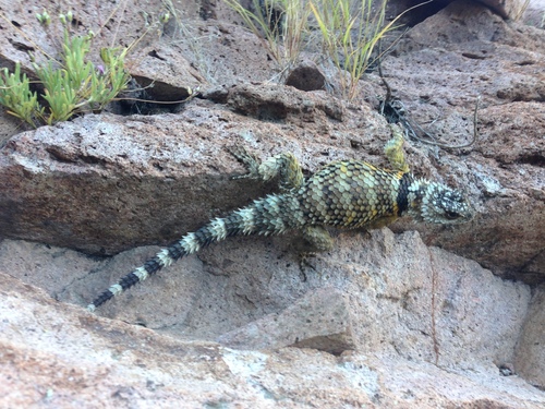 Crevice Spiny Lizard