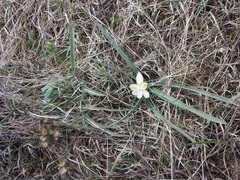 Leucocrinum montanum