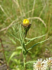 Pentanema salicinum
