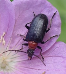 Brachysomida bivittata