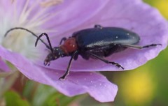 Brachysomida bivittata