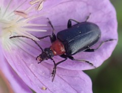Brachysomida bivittata