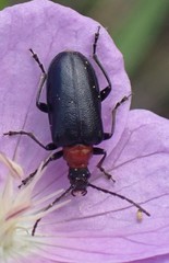 Brachysomida bivittata