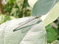 Pseudagrion microcephalum