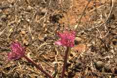 Haemanthus barkerae