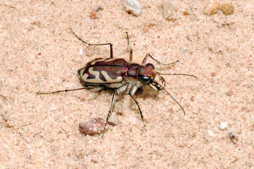Blowout Tiger Beetle photo 3
