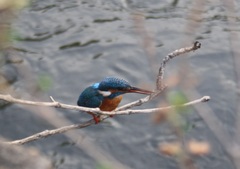 Alcedo atthis