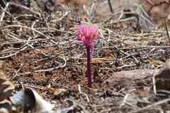 Haemanthus barkerae