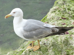 Larus michahellis michahellis