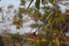Urothemis signata
