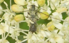 Molorchus bimaculatus