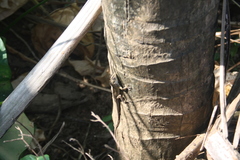 Calotes versicolor