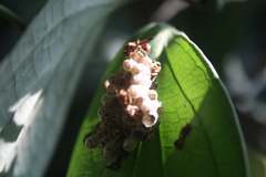 Ropalidia cyathiformis