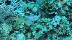 Sparisoma chrysopterum