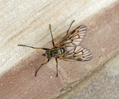 Rhagio maculipennis