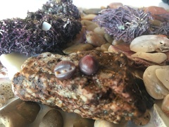 Pseudopusula sanguinea