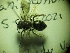 Lasioglossum sexnotatum