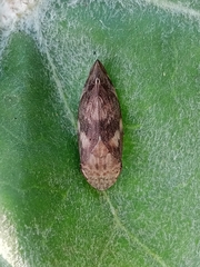 Clovia