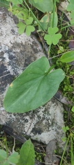 Arisarum