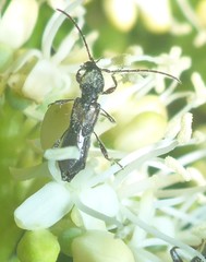 Molorchus bimaculatus