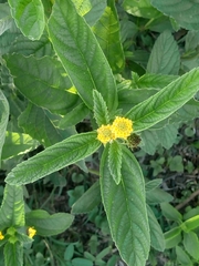 Lippia turnerifolia