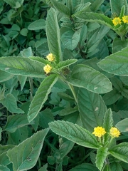 Lippia turnerifolia