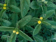 Lippia turnerifolia