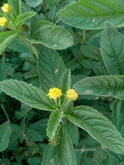 Lippia turnerifolia