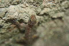 Cnemaspis gracilis
