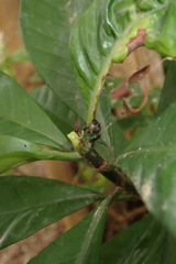 Chrysocoris fascialis