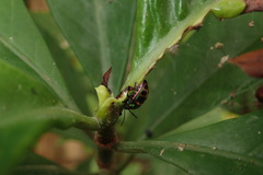 Chrysocoris fascialis