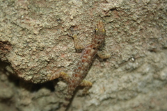 Cnemaspis gracilis