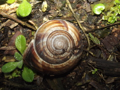 Helix straminea