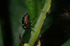 Chrysocoris fascialis