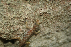 Cnemaspis gracilis