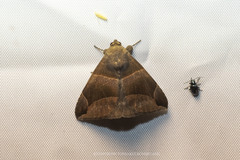 Bastilla maturescens
