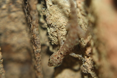 Cnemaspis gracilis