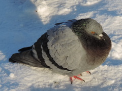 Columba livia domestica