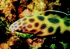 Tiger Snake Eel photo 4