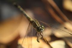 Diplacodes trivialis