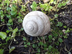 Helix straminea