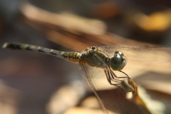 Diplacodes trivialis