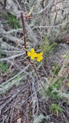 Erysimum suffrutescens