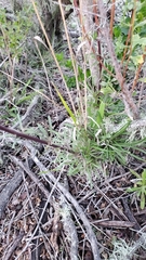 Erysimum suffrutescens