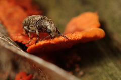 Euparius oculatus