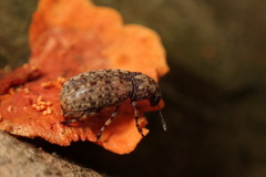 Euparius oculatus