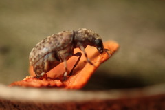 Euparius oculatus