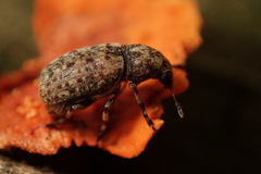 Euparius oculatus